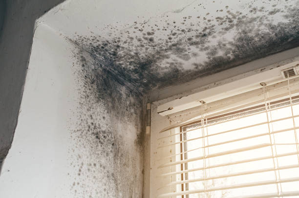 Affordable Mold Removal solutions in Coats, NC